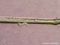 A plant that has been sawed open.