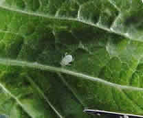 A snowball aphid on a leaf.
