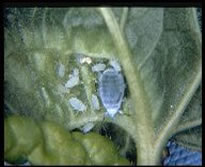 A snowball aphid on a leaf. There are smaller aphids surrounding it.