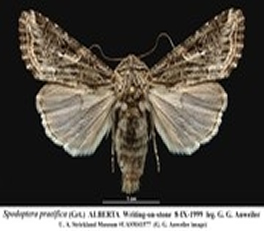 An armyworm moth.