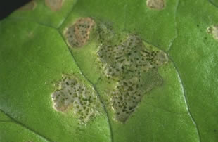 Stipples taken out of a plant's leaf.