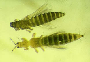 A comparison between an Onion Thrip and a Western Flower thrip.