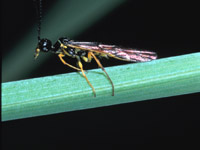A Wheat Stem Sawfly.