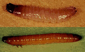 Two different wire worms.