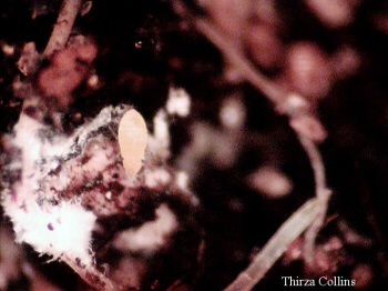 A Wooley Ash Aphid on a plant.