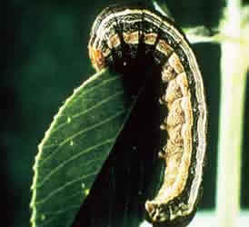A Western Yellow Striped Army Worm munching on a leaf.