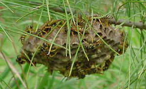yellowjacketnest Yellow Jacket Wasps in and around their hive.