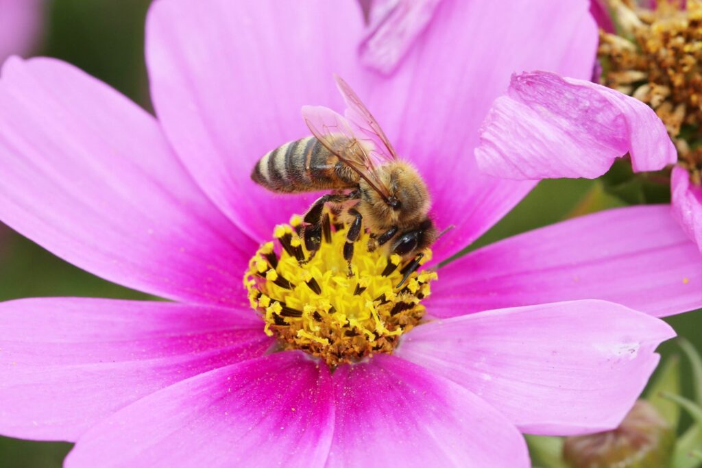 A honeybee on a flower.