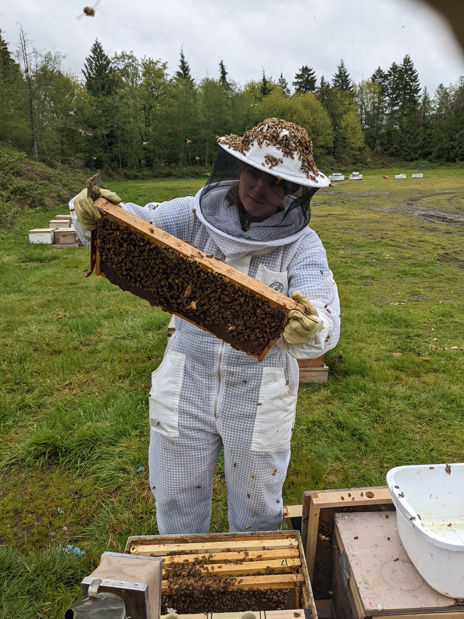 A person in a bee suit holds up a frame from a bee hive.