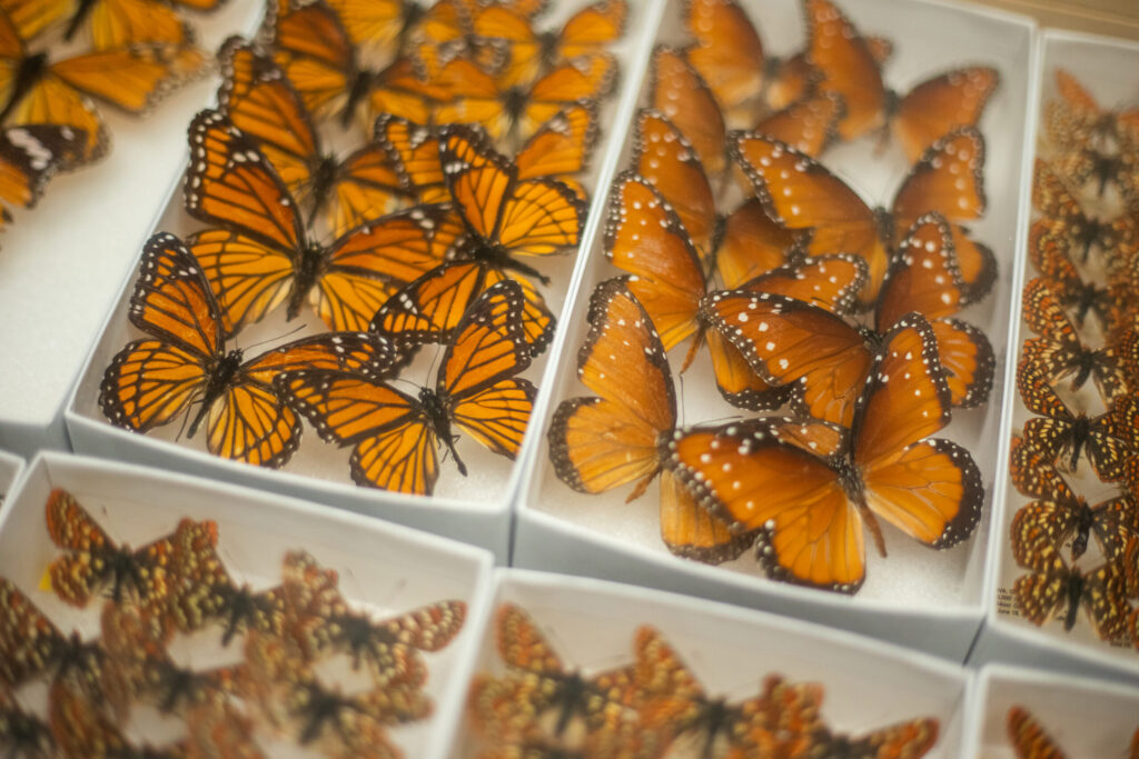 Monarch butterflies grouped together in clear boxes.