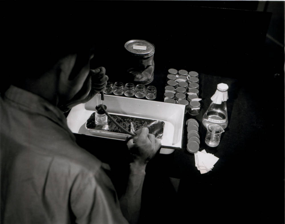 A man uses an aspirator to separate adult beetles from immature stages.