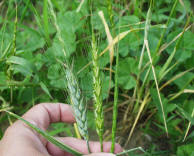 Jointed goatgrass head next to wheat head.