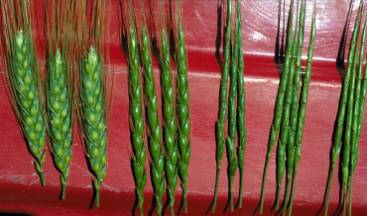 Wheat varieties and jointed goatgrass showing how similar they can look. 