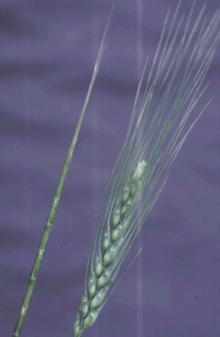 Head of jointed goatgrass plant. 