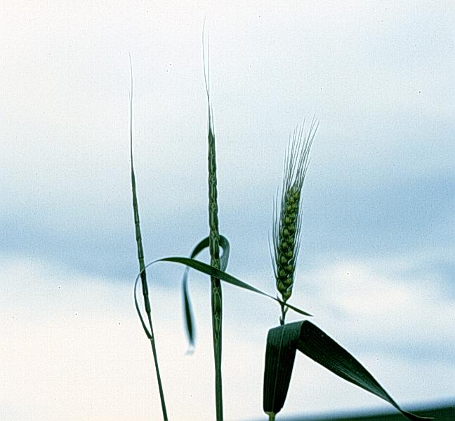 Jointed goatgrass in front of the sky.
