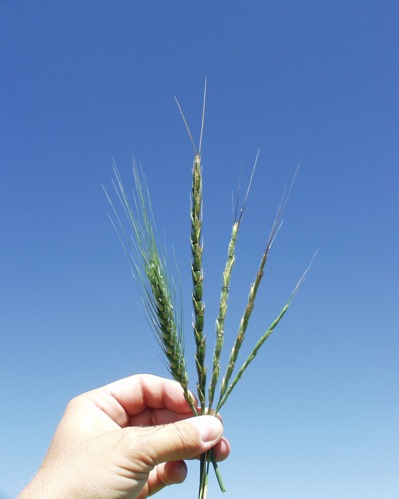 Hand holding varieties wheat hybrids and jointed goatgrass. All varieties look similar. 