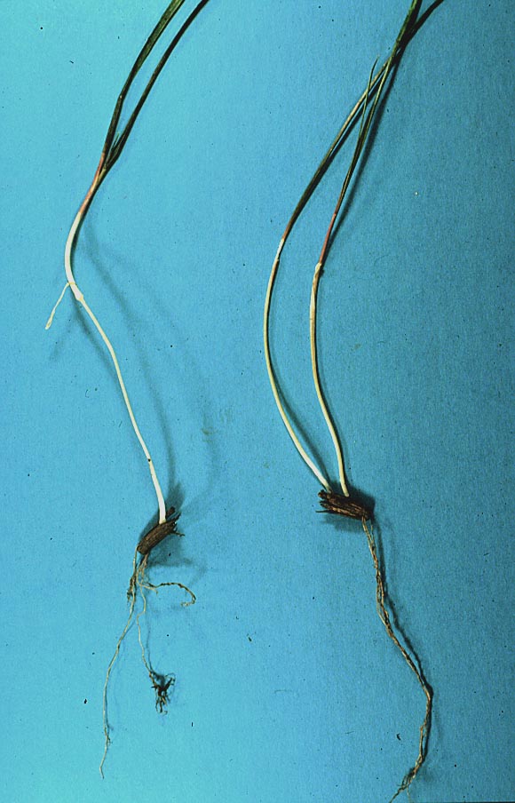 Jointed goatgrass roots. 