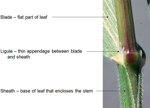 Close up image of the sheath, ligule (thin appendage between blade and sheath), and leaf blade with descriptions pointing to each specific part of the plant. 
