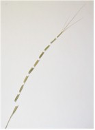 Jointed goatgrass.