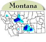 Map of Montana with counties with jointed goatgrass highlighted in blue. 