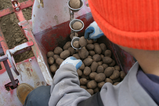 A picture of potatoes inside of a potato cup planter.