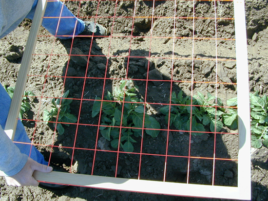 A picture of a ground cover measuring grid.