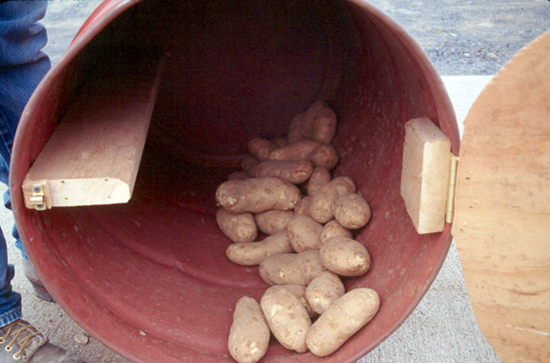 A picture of a large bruise barrel with potatoes inside of it.