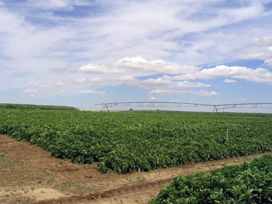 A picture of a linear irrigation system.