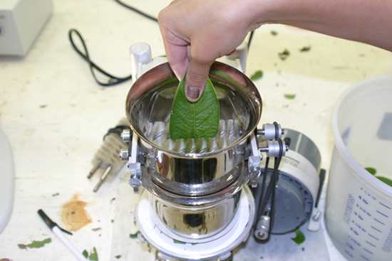 A picture of a potato leaf being put into a mite brush.
