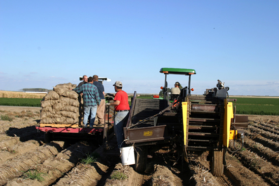 A picture of a one row potato digger in the field.