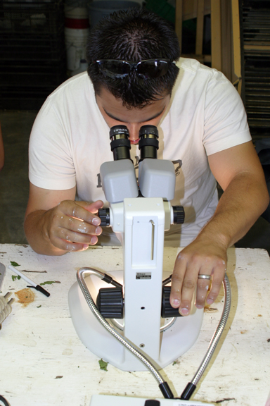 Picture of a person looking into a stereo microscope.