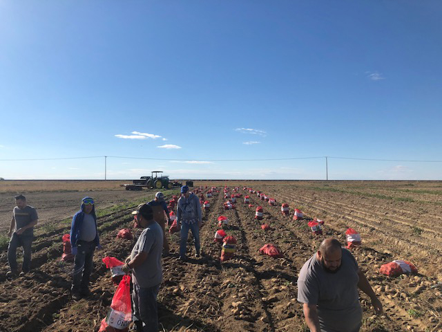 Photo of a few members of the WSU Potato Research Group picking up  potatoes to be used for the potato bar at the Washington/Oregon Potato Conference