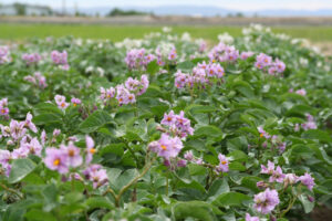 Photo of a potato field, plants have purple flowers