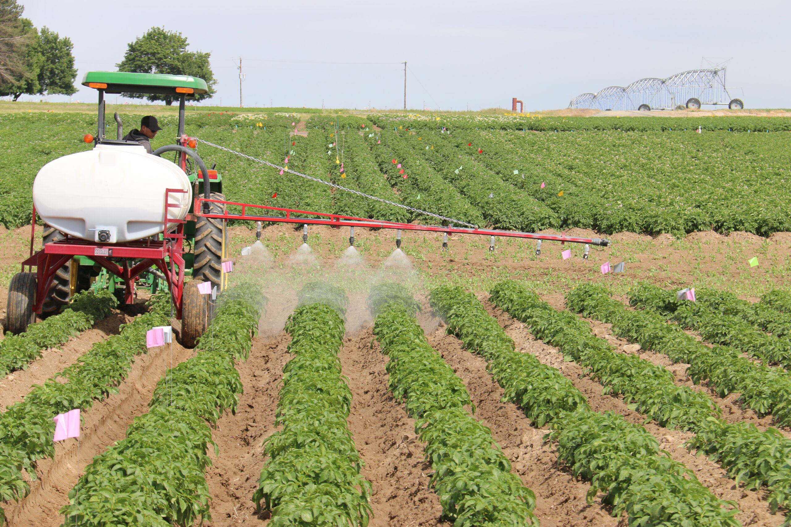 A picture of a chemigation simulation sprayer in a field of potatoes.
