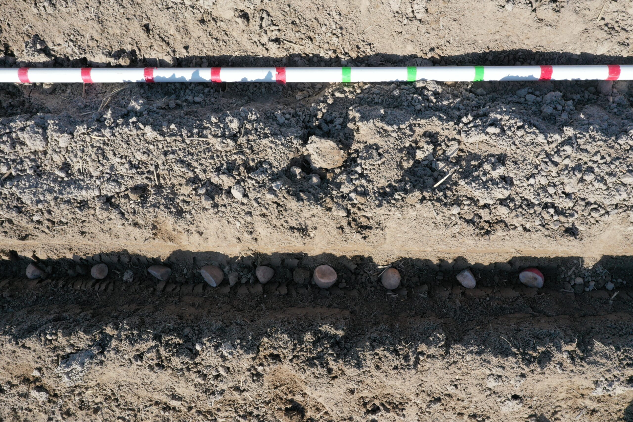 A picture of a measuring stick on the soil to help properly measure the distance between potato seed pieces a plot.