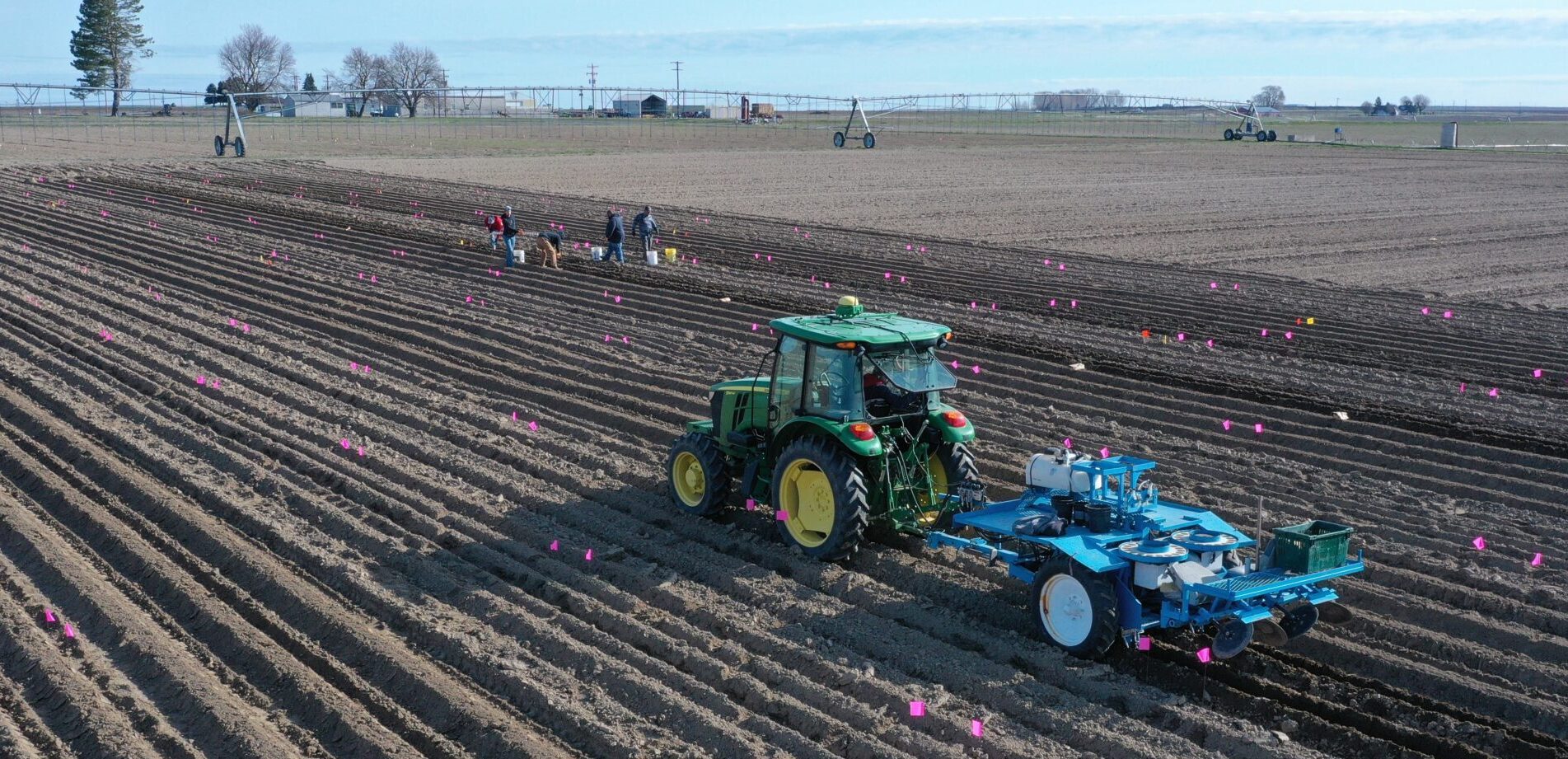 A picture of planting a small plot potato trial.