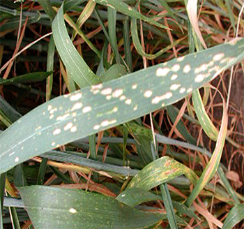Look-a-Like, Physiological Leaf Spot