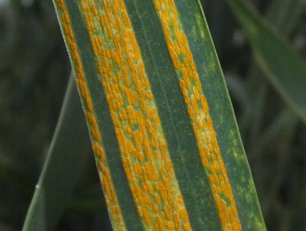 extreme close up of stripe rust spores
