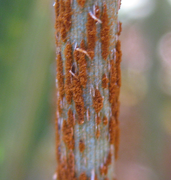 Look-a-Like, Puccinia Graminis