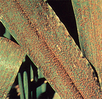 Look-a-Like, Puccinia Triticina