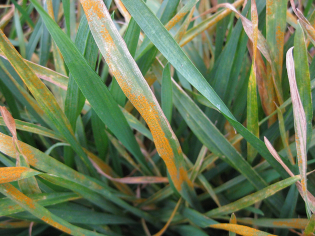 Severe stripe rust observed in a winter wheat field in Horse Heaven Hills