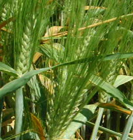 Stripe Rust on Barley.