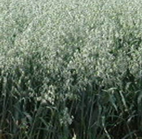 Stripe Rust on Oat.