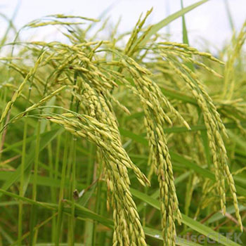 Stripe Rust on Rice