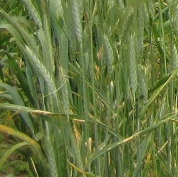 Stripe Rust on Rye.