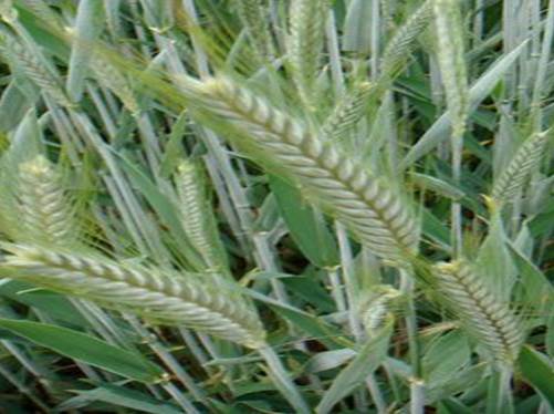 Stripe Rust on Triticale.