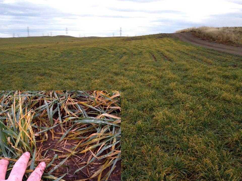 Severe stripe rust observed in the winter wheat variety of 'Eltan'