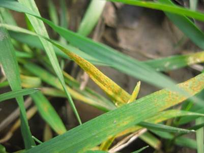 Tips of wheat leaves with stripe rust pustules on them