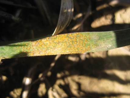 A wheat leaf completely covered in stripe rust pustules