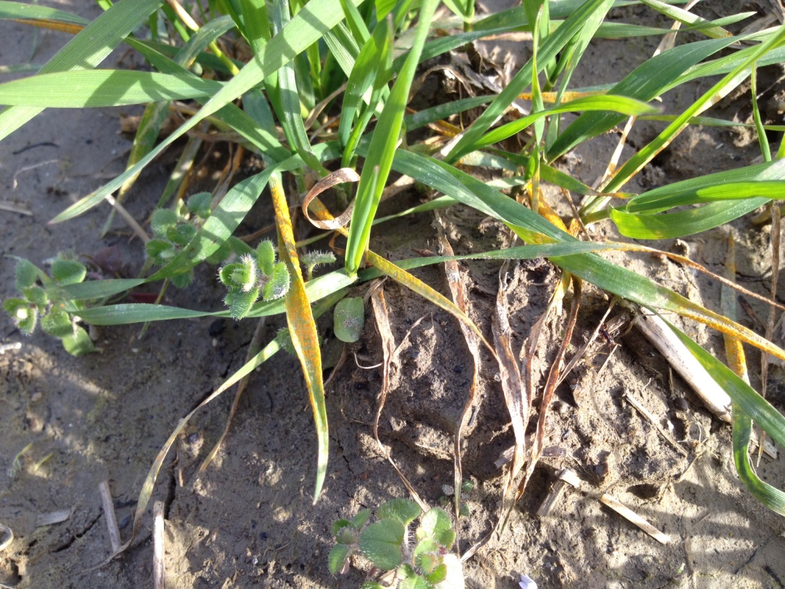Close up of stripe rust spores on wheat seedling